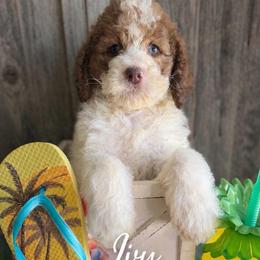 Ivy-orange collar - Mahogany and white female Saint Berdoodle puppy in Paw Paw, Michigan from ProAct Canines