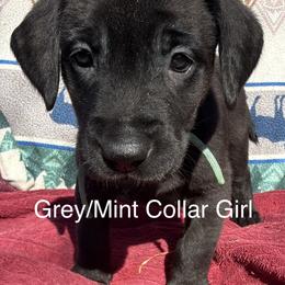 Grey Light Blue Mint Blue Girl - Black female Labrador Retriever puppy in Lincoln, Nebraska from Labrador Retriever Breedings