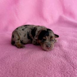Mercy - Blue merle female Aussiedoodle puppy in Jacksonville, Florida from Autumn's Aussies