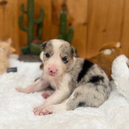 Calamity Jane - Blue merle female Border Collie puppy in Owenton, Kentucky from Three16 Ranch