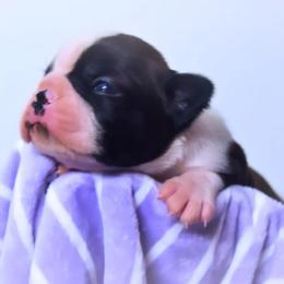 Baby Otis - Black and white male Boston Terrier puppy in Kingsport, Tennessee from Sleepwalker Bostons