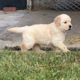 Juno(lighter one of the 2) - Golden female Golden Retriever puppy in Stillwater, Oklahoma from Gold Point Pups
