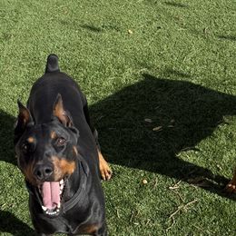 Doberman Pinschers from Dobie Sunrise