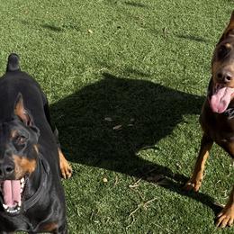Doberman Pinschers from Dobie Sunrise