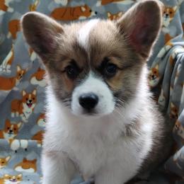 Sylvia - Sable female Pembroke Welsh Corgi puppy in Forestville, Wisconsin from Bottom Of the Thumb Pembroke Corgis