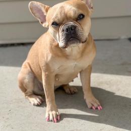 Roo - French Bulldog