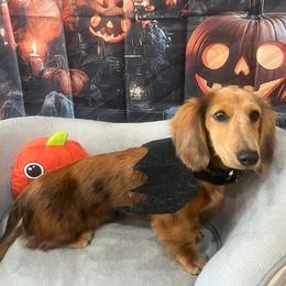 Dachshund Puppies from EntityDachs
