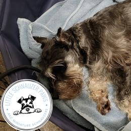 Miniature Schnauzer Puppies from Little Schnauzer Paws