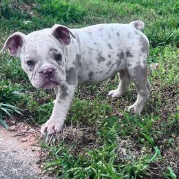 Franny - Fawn and white female Olde English Bulldogge puppy in Camdenton, Missouri from Mule Pool Olde English Bulldogges