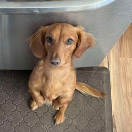 Woody - Dachshund