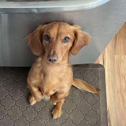 Woody - Dachshund