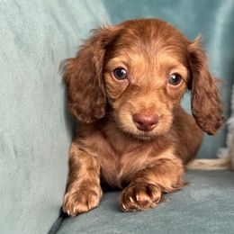 Marky (AKC - 2600) - Chocolate male Dachshund puppy in Krum, Texas from Tired Chef Dachshunds