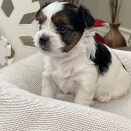 Biewer Terrier Puppies from Ocean Bright Biewer Terriers
