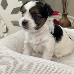 Biewer Terrier Puppies from Ocean Bright Biewer Terriers