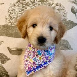 Lacey - Cream female Goldendoodle puppy in The Woodlands, Texas from Gracie's Goldendoodles and Bernedoodles