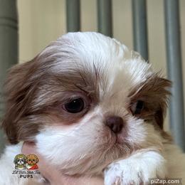 Parker - Liver and white male Shih Tzu puppy in Walkertown, North Carolina from Lil’ Bit’s Shih Tzu