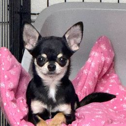 Pickles - Black and tan male Chihuahua puppy in Orlando, Florida from Destiny Chihuahuas