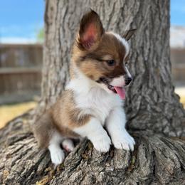 Miss Scarlet - Red female Pembroke Welsh Corgi puppy in Bakersfield, California from Kern River Corgis