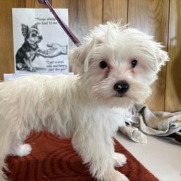 Boy 5: Biff - Parti male Yorkshire Terrier puppy in Bear Creek, North Carolina from Yorkie Time