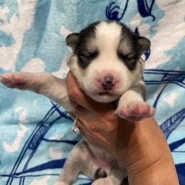 AKC Quartz - Gray and white female Siberian Husky puppy in Centreville, Maryland from Huskies By the Bay