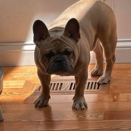 French Bulldog All Grown Up from Beau's French Bulldogs