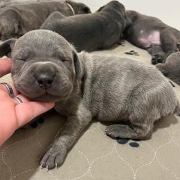 Uh-Huh-light blue - Brindle male Companion Cross puppy in Calimesa, California from BoujeePoodlesofsocal
