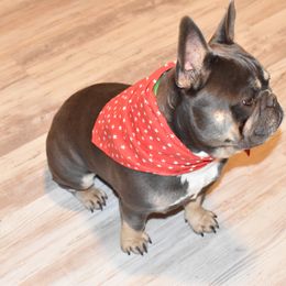 French Bulldog Puppies from NC French Kiss-A-Bulls