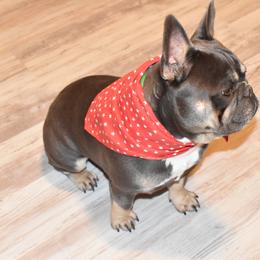 French Bulldog Puppies from NC French Kiss-A-Bulls