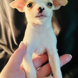 Cloud - Cream male Chihuahua puppy in Framingham, Massachusetts from Boston Chi Chis