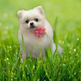 Male - White male Pomeranian puppy in Temecula, California from Biewer Puppies USA