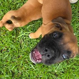 Boxer Puppies from Puppy Patch