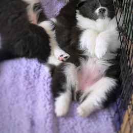 Collie and Companion Cross Puppies from Dreamdale Companions