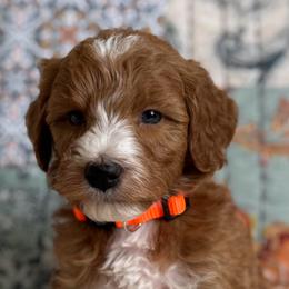 Mochi-orange - Red  male Goldendoodle puppy in Beckley, West Virginia from By Design Doodles