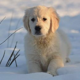 Golden Retrievers from Fiddle In Gold Retrievers