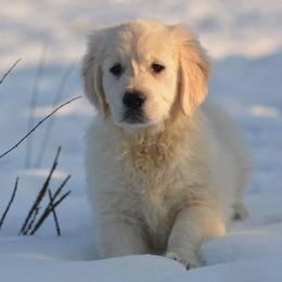 Golden Retrievers from Fiddle In Gold Retrievers