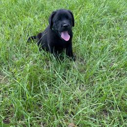 Boy 5 - Black male Labrador Retriever puppy in Whigham, Georgia from Diamond C Labradors