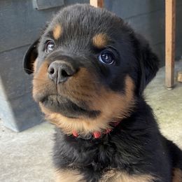 Rottweiler Puppies from Wildhaven Rottweilers