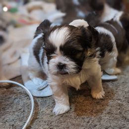 Shih Tzu Puppies from We Shih Tzu Not!