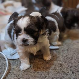 Shih Tzu Puppies from We Shih Tzu Not!