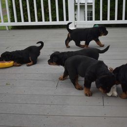 Rottweiler Puppies from Sharp Ridge Rottweilers
