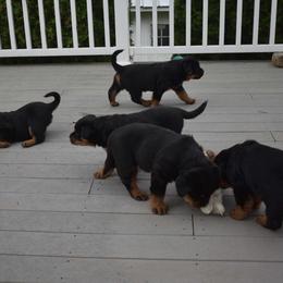 Rottweiler Puppies from Sharp Ridge Rottweilers
