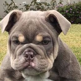 Bulldogs from Andy Flores (Indelibullz)