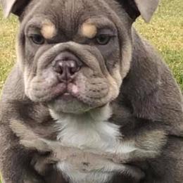 Bulldogs from Andy Flores (Indelibullz)