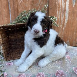Girl 2 - female Poodle puppy in Alpine, Alabama from Alpine Acres Poodles