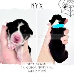 Nyx - Black and tan female Pembroke Welsh Corgi puppy in Santaquin, Utah from Blacktail Mountain Corgis