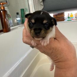 Misty Pup A - White black and tan male Toy Fox Terrier puppy in Clermont, Florida from Debbie Hiles's Toy Fox Terriers