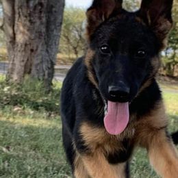 German Shepherds from TriBach German Shepherds