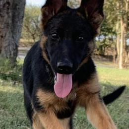 German Shepherds from TriBach German Shepherds