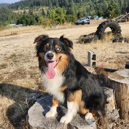 Leroy - Australian Shepherd