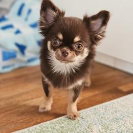 AKC Fluffy Girl - Chocolate and tan female Chihuahua puppy in Brooklyn, New York from Nadezhda's Chihuahuas